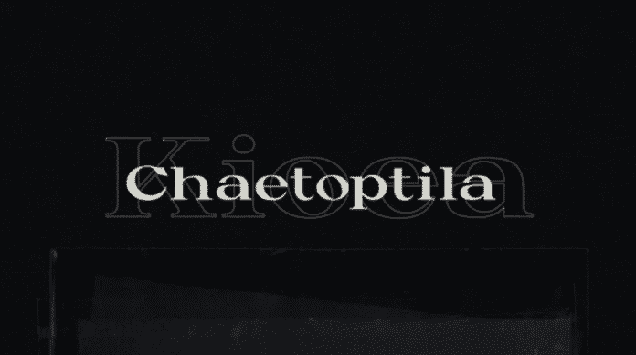 Kioea Display Free Typeface