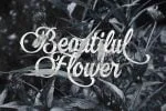 Laventy Script Font