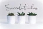 Lighthouse Script Font