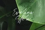 Lisbeth Script Font