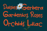 Lylac Font