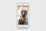 Dogs Animated Instagram Stories