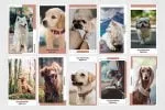 Dogs Animated Instagram Stories