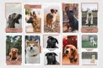 Dogs Animated Instagram Stories