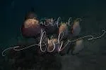 Mallow Script