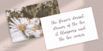 Martin Kamila Script Font