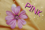 Melia Font
