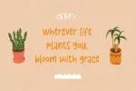 Melisa Jasmine Font