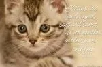 Meow Script Font