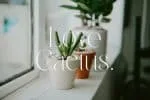 Migasike Serif Font