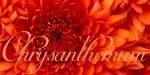 Mirella Script Font