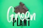Mist Sunshine Font