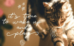 Moccat Font