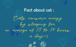 Moccat Font