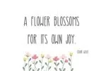 Morning Gerbera Daisy Font