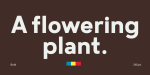 Motiraw Font