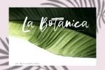 Mottas Script Font