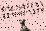My Friend Dalmatian Display Font