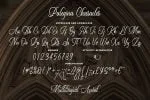 Palegina - Calligraphy Typeface