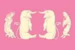 Pegacorn Initials Font