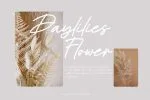 Pelatine - Signature Script Typeface Font