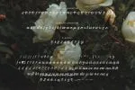 Petter And Sons - Romantic Beauty Script