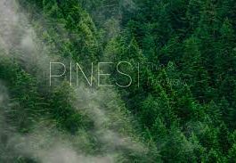 Pines Thin & Pines Thin Italic
