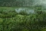 Pines Thin & Pines Thin Italic