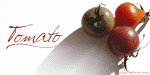 Prima Script Font