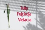 Pulchella Font