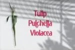 Pulchella Font