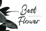 Qistis Blistist Font