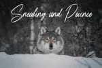 Rootstock - Cool Signature Font