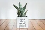 Sailyme Font
