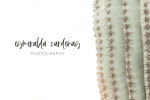 Sedona Font