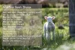 Sheep Sheep Font