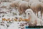 Sheep Sheep Font