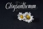 Shyntia Bella Font