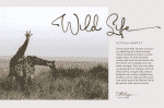 Soft Candle - Signature Script Font