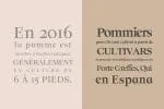 Solomon Serif Font