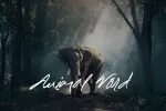 Spectacular Script Font