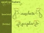 Squash Spread Font