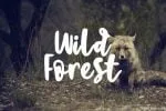 Sweet Brush Font