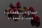 Sweet Lychee Font