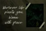Sylvia Font