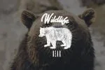 Thalib - Font Duo