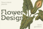 Wildhead Font