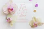 Without Love Font