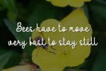 Yellow Bee Font