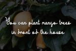 Yellow Mango Font